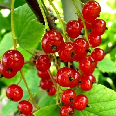 Смородина красная КОРАЛЛОВАЯ в Химках