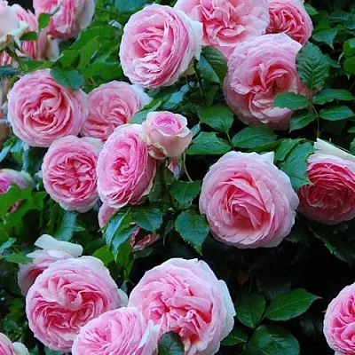 Саженцы роз ПЬЕР ДЕ РОНСАР плетистая  Саженцы роз ПЬЕР ДЕ РОНСАР плетистая в Химках