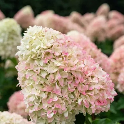 Гортензия САММЕР ЛАВ метельчатая  Гортензия САММЕР ЛАВ метельчатая в Химках