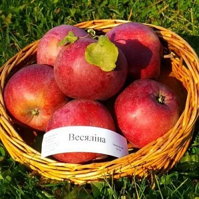 Яблоня ВЕСЯЛИНА в Химках