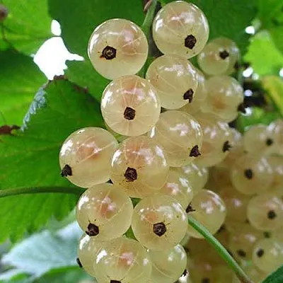 Смородина белая ЮТЕРБОРГСКАЯ в Химках