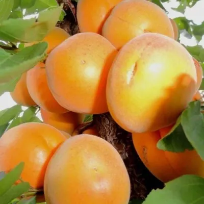 Абрикос ДЕСЕРТНЫЙ — описание сорта Абрикос ДЕСЕРТНЫЙ в Химках