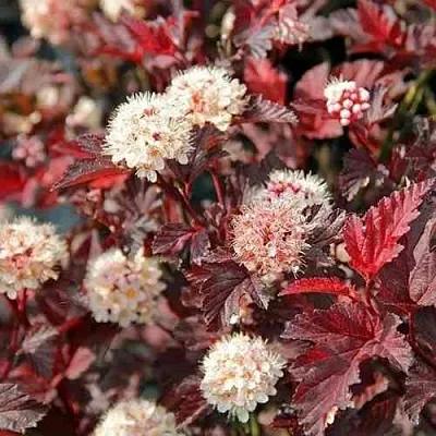 Пузыреплодник ЛЕДИ ИН РЕД  Пузыреплодник ЛЕДИ ИН РЕД в Химках