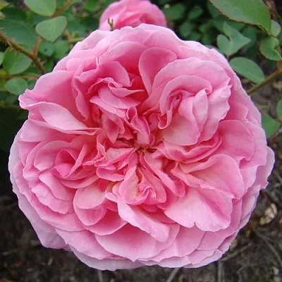 Саженцы роз ХАЙДИ ХОЛЛ английская  Саженцы роз ХАЙДИ ХОЛЛ английская в Химках