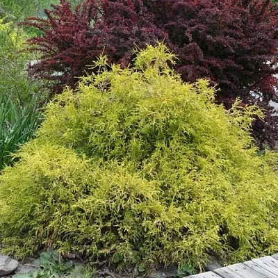 Кипарисовик ГОЛДЕН МОП горохоплодный  Кипарисовик ГОЛДЕН МОП горохоплодный в Химках