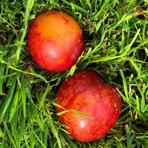 Шарафуга НЕКТАРИННАЯ в Химках