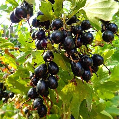 Смородина золотистая ОВАЛЬНАЯ в Химках