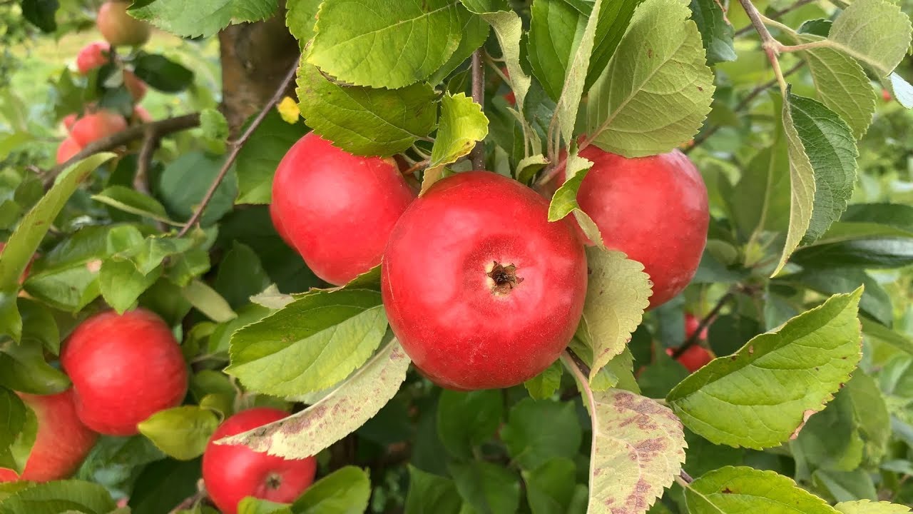 Превью видео