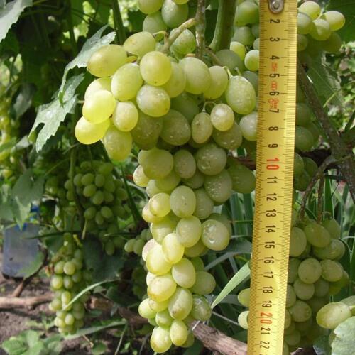 Виноград АНАНАСНЫЙ РАННИЙ в Химках
