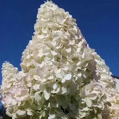 Белая в Химках