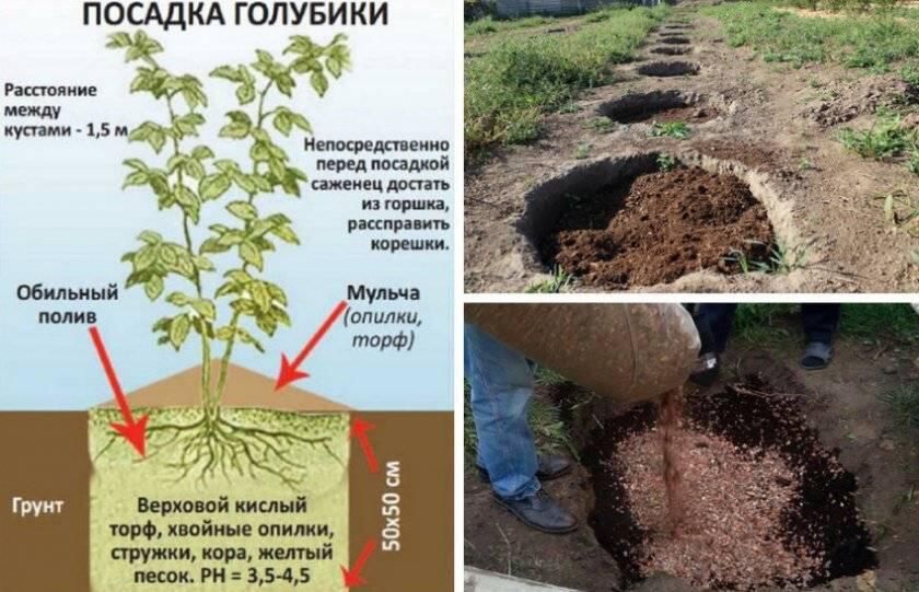 Голубика садовая: посадка и выращивание на участке