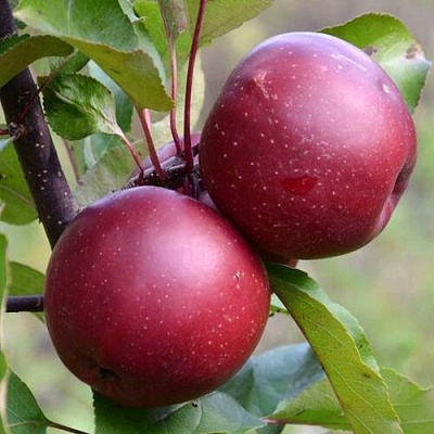 Яблоня красномясая в Химках