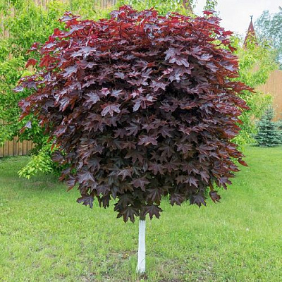 Клен красный в Химках