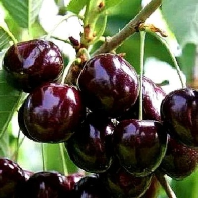 Черешня ДОНЕЦКИЙ УГОЛЁК в Химках