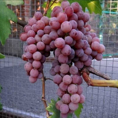 Виноград ЭЛЕГИЯ в Химках