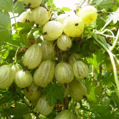 Крыжовник ИНВИКТА в Химках