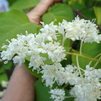 Сирень АМУРСКАЯ в Химках