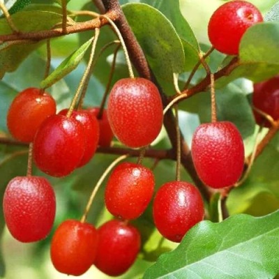 ГУМИ (ЛОХ МНОГОЦВЕТКОВЫЙ) в Химках