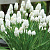 Мускари АЛЬБУМ гроздевидный в Химках