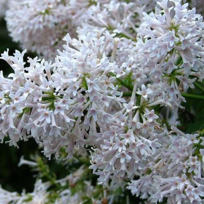 Сирень АГНЕС СМИТ в Химках