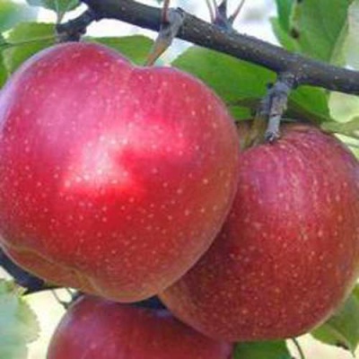 Яблоня АПОРТ в Химках