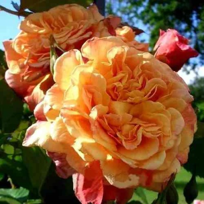 Роза АЛОХА плетистая  в Химках