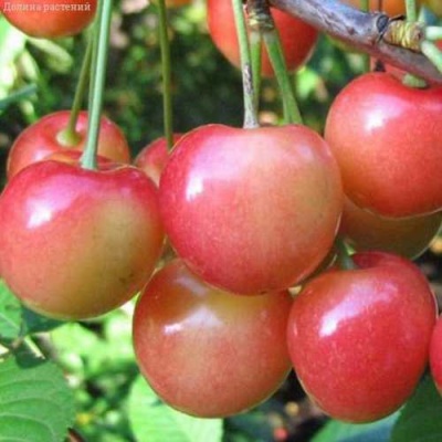 Черешня ЮЛИЯ в Химках