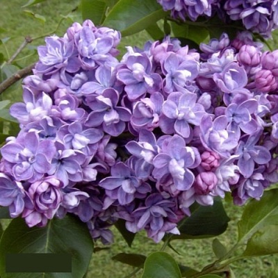 Сирень АМИ ШОТТ в Химках