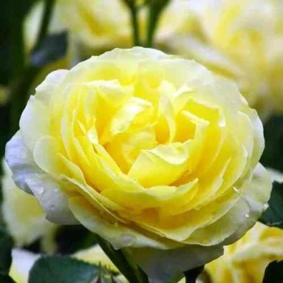 Роза КОМТЕСС ДЮ БАРИ флорибунда  в Химках