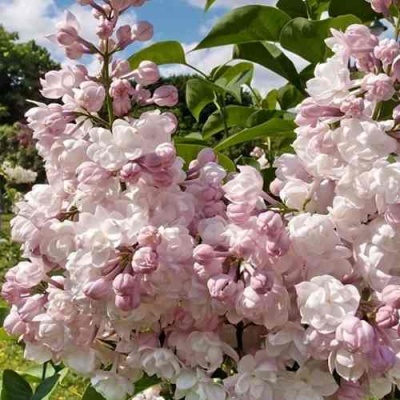Сирень КРАСАВИЦА МОСКВЫ в Химках