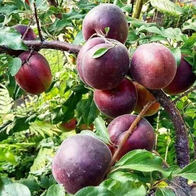 Абрикос ЧЕРНЫЙ БАРХАТ в Химках
