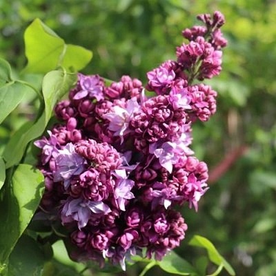 Сирень МАРШАЛ МАЛИНОВСКИЙ в Химках