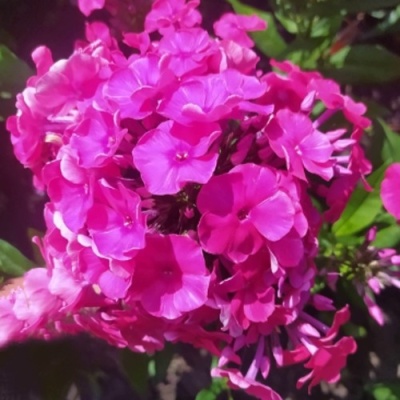 Флокс БАМБИНИ ДИЗАЙР метельчатый в Химках