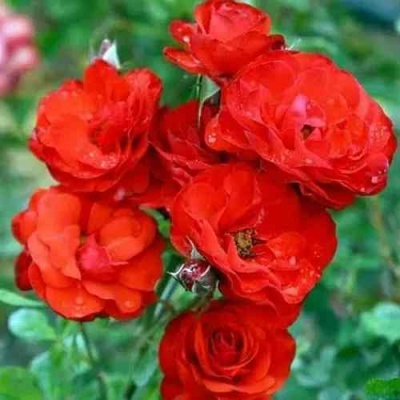 Роза ФАЙЕР КИНГ спрей  в Химках