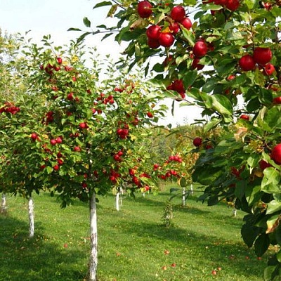 Плодовые деревья в Химках