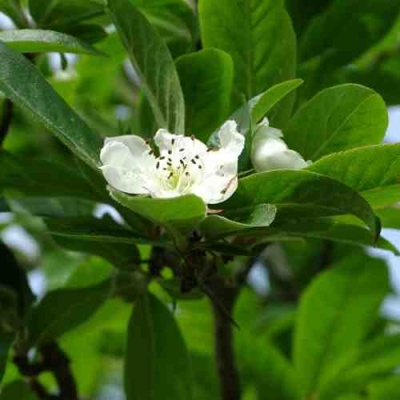 МУШМУЛА  в Химках
