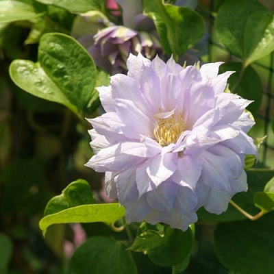 Клематис БЕЛЬ ОФ ВОРКИНГ в Химках