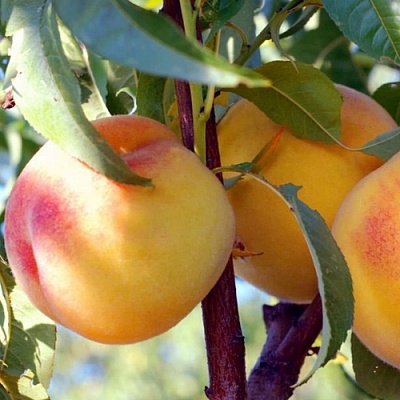 Персики в Химках
