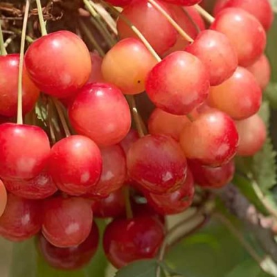 Черешня ЮЛИЯ в Химках