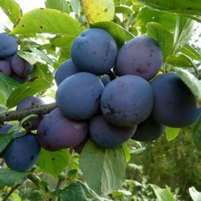 Слива КРОМАНЬ в Химках