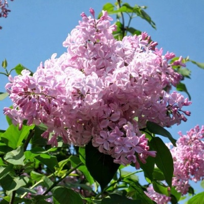 Сирень БУФФОН в Химках