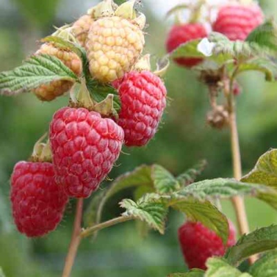 Малина МОЛЛИНГ ДЖУНО в Химках