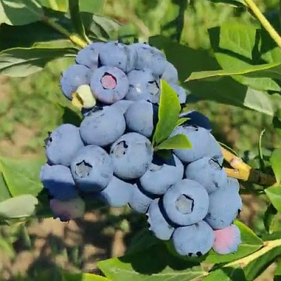 Голубика МЕГАС БЛЮ в Химках