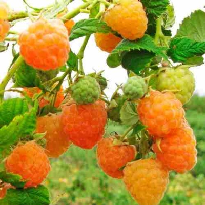 Малина ЗОЛОТЫЕ КУПОЛА в Химках