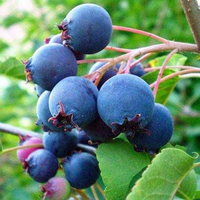 Ирга ПЕМБИНА в Химках