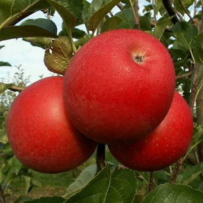 Яблоня БОГЕМИЯ в Химках