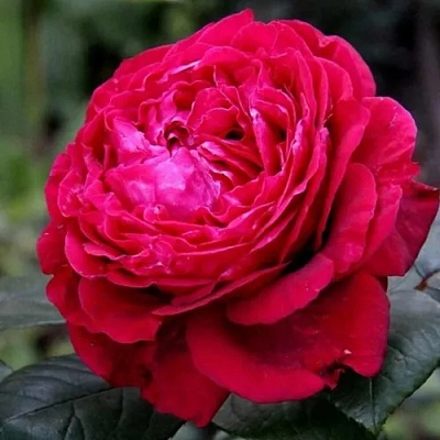 Роза 4 ВЕТРОВ флорибунда  в Химках