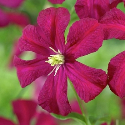 Клематис МАДАМ ДЖУЛИЯ КОРРЕВОН в Химках