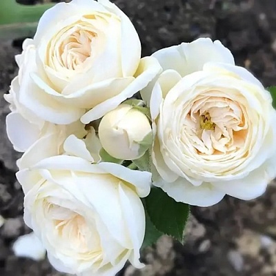 Роза АРТЕМИС шраб в Химках