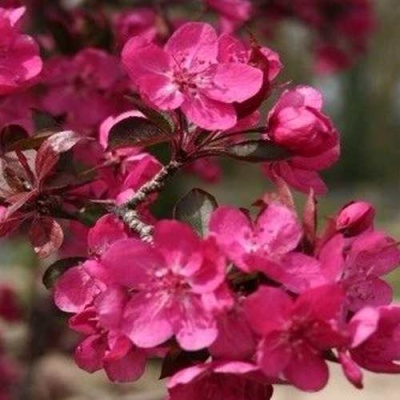 Яблоня РЕД КЕТТИ в Химках